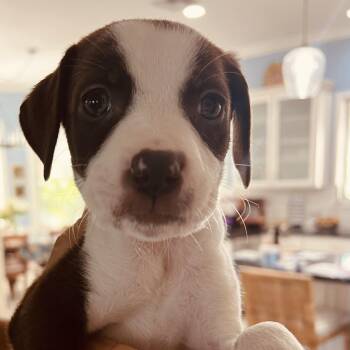 Labrador Retriever and Plott Hound Dogs Available for Adoption in St. Augustine, Florida - Ellie | PetCurious