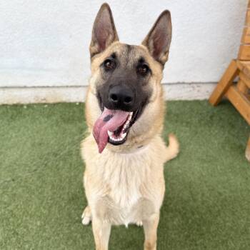 Belgian Shepherd Malinois Dogs Available for Adoption - Thor | PetCurious
