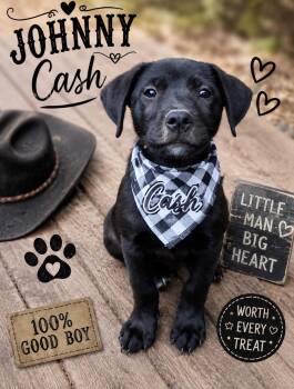 Johnny Cash -  Border Collie and Black Labrador Retriever Dog for Adoption in Ooltewah, Tennessee - Johnny Cash | PetCurious