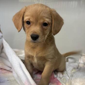 Everest -  Wirehaired Terrier and Mixed Breed Dog for Adoption in Saint Charles, Missouri - Everest | PetCurious