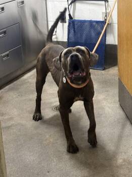 KHIA -  Pit Bull Terrier and Mixed Breed Dog for Adoption - KHIA | PetCurious
