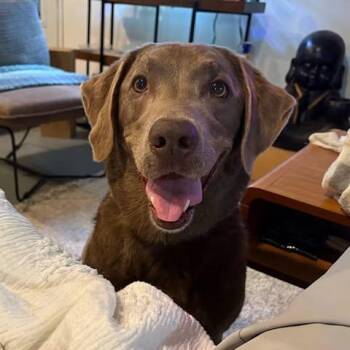 Layla 11 -  Chocolate Labrador Retriever Dog for Adoption in Killingworth, Connecticut - Layla 11 | PetCurious
