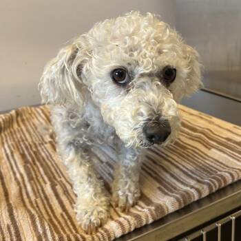 Lola -  Miniature Poodle Dog for Adoption in San Gabriel, California - Lola | PetCurious