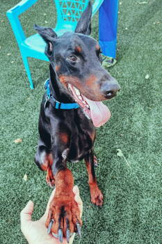 Rescue Doberman Pinscher Dogs for Adoption in Oakland Park, Florida - Odin 3496 | PetCurious