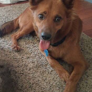 Rusty -  Carolina Dog and Collie Dog for Adoption in Coachella, California - Rusty | PetCurious