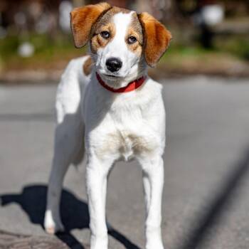 Labrador Retriever and Beagle Dogs Available for Adoption in Morristown, New Jersey - Layla | PetCurious
