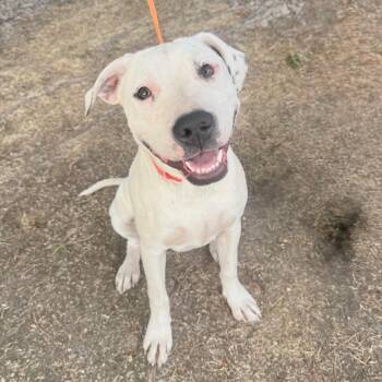 Pit Bull Terrier and Boxer Dogs Available for Adoption in Parker, Colorado - 485 (2026) Zero | PetCurious