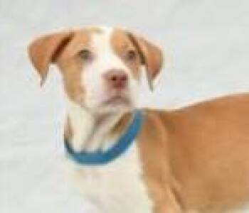 Gerald -  Hound and Mixed Breed Dog for Adoption in Kansas City, Missouri - Gerald | PetCurious