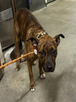 NELLIE -  Pit Bull Terrier Dog for Adoption - NELLIE | PetCurious