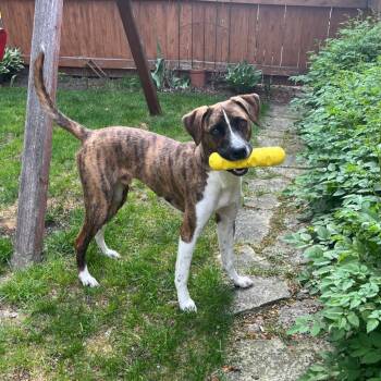 Pit Bull Terrier Dogs Available for Adoption in Fort Worth, Texas - Phoenix | PetCurious