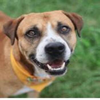 Chase -  American Staffordshire Terrier and Mixed Breed Dog for Adoption in Hagerstown, Maryland - Chase | PetCurious