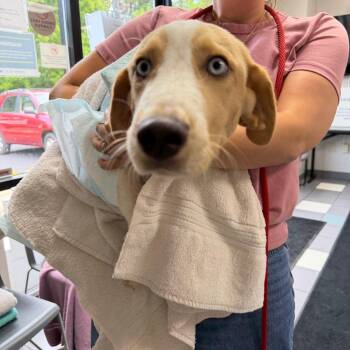 Reagan -  Mixed Breed Dog for Adoption in Walker, Michigan - Reagan | PetCurious