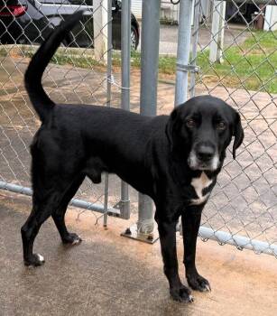 Black Labrador Retriever Dogs Available for Adoption in New Canaan, Connecticut - Merle | PetCurious