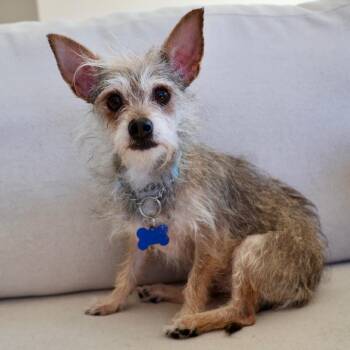 Chihuahua and Terrier Dogs Available for Adoption - Maxi | PetCurious