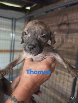 Thomas -  Chocolate Labrador Retriever and Mixed Breed Dog for Adoption in Hortense, Georgia - Thomas | PetCurious