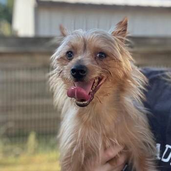 Phineas -  Yorkshire Terrier Dog for Adoption in Houston, Texas - Phineas | PetCurious