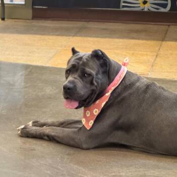 Sasha -  Cane Corso Dog for Adoption in Mankato, Minnesota - Sasha | PetCurious