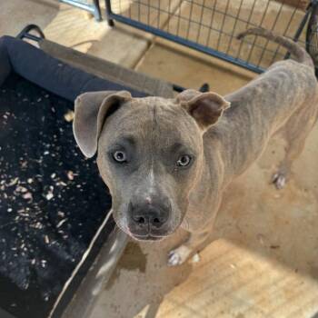 Charlotte -  Terrier and Mixed Breed Dog for Adoption in Fairfax Station, Virginia - Charlotte | PetCurious