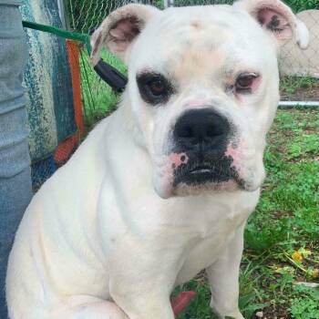 Mac -  American Bulldog Dog for Adoption in Ravenna, Kentucky - Mac | PetCurious