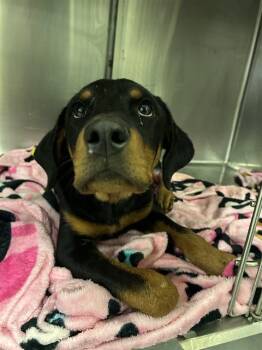 SMOKEY -  Rottweiler Dog for Adoption in Thousand Palms, California - SMOKEY | PetCurious