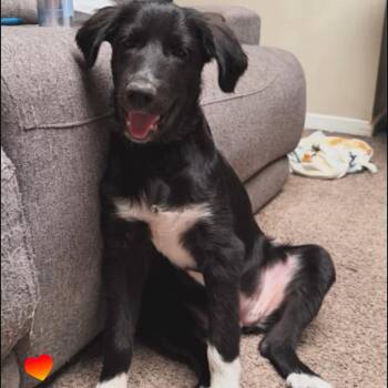 Eevee -  Border Collie and Black Labrador Retriever Dog for Adoption in Hayward, California - Eevee | PetCurious