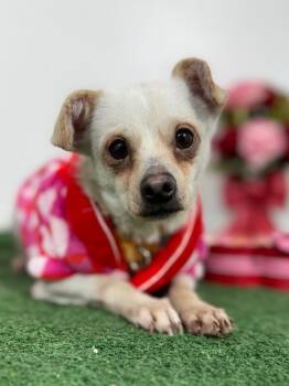 Chihuahua and Mixed Breed Dogs Available for Adoption - Coco | PetCurious