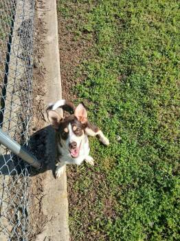 Corgi and Beagle Dogs Available for Adoption in Harrison, Arkansas - Soprano | PetCurious
