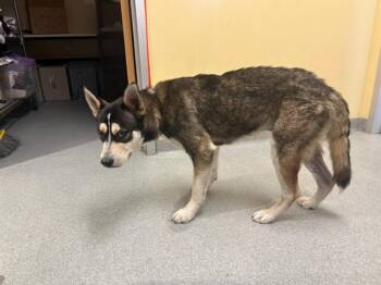 ELI -  Siberian Husky Dog for Adoption in Tustin, California - ELI | PetCurious
