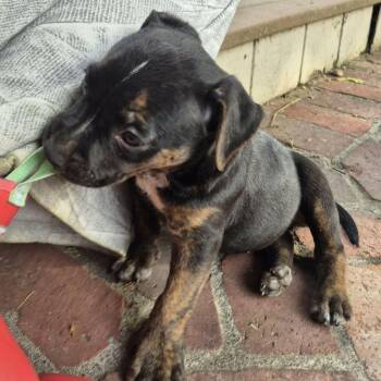 Chewy Booie -  American Staffordshire Terrier Dog for Adoption in West Richland, Washington - Chewy Booie | PetCurious