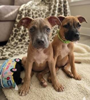 Nia -  American Staffordshire Terrier Dog for Adoption in Sedalia, Colorado - Nia | PetCurious