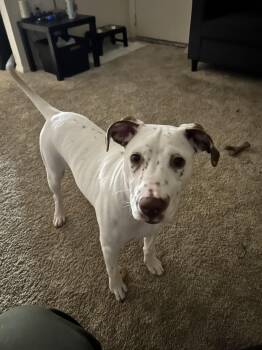 Rescue Dalmatian and Greyhound Dogs for Adoption in San Diego, California - Doubtless Faith-Fayetteville, NC | PetCurious