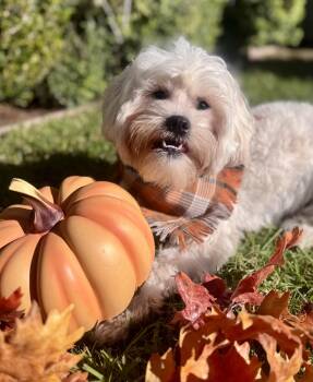 Rescue Shih Tzu Dogs for Adoption in Newport Beach, California - Stewie | PetCurious