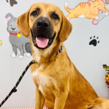 Peanut -  Mountain Cur Dog for Adoption in Lebanon, Missouri - Peanut | PetCurious