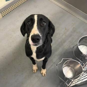 Belle -  Beagle Dog for Adoption in Fairfax Station, Virginia - Belle | PetCurious