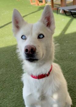 Siberian Husky Dogs Available for Adoption in Fruit Heights, Utah - Snow | PetCurious
