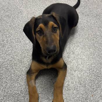Rescue Shepherd and Doberman Pinscher Dogs for Adoption in Orland Hills, Illinois - Titan | PetCurious