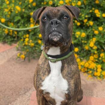 Boxer and Mixed Breed Dogs Available for Adoption in Riverside, California - Yosemite | PetCurious