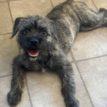 Tilly -  Terrier Dog for Adoption in Kanab, Utah - Tilly | PetCurious