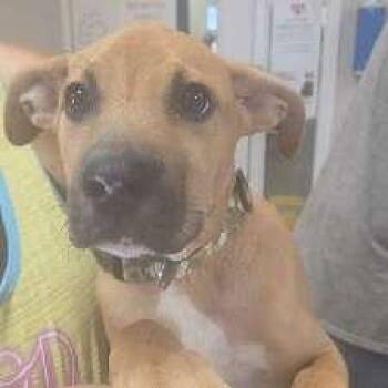 Oscar -  Labrador Retriever Dog for Adoption in Aurora, Illinois - Oscar | PetCurious