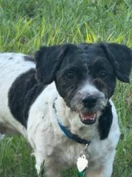 Allie -  Miniature Poodle Dog for Adoption in West Melbourne, Florida - Allie | PetCurious