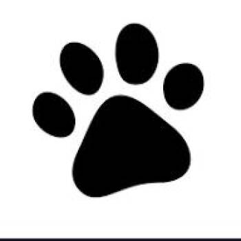 Lanas 54092 -  Poodle and Mixed Breed Dog for Adoption in Las Vegas, Nevada - Lanas 54092 | PetCurious