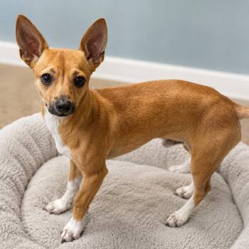 Shiloh -  Chihuahua and Mixed Breed Dog for Adoption in Hopkinton, Massachusetts - Shiloh | PetCurious
