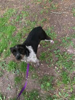 Schnauzer Dogs Available for Adoption in West Milwaukee, Wisconsin - Koko  $450 | PetCurious