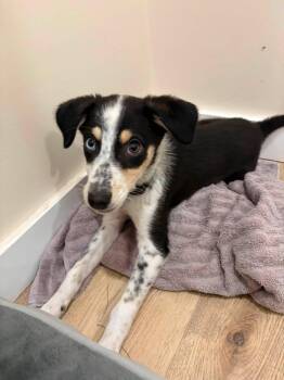 Winnie (Wisteria) -  Mixed Breed Dog for Adoption in Monticello, New York - Winnie (Wisteria) | PetCurious