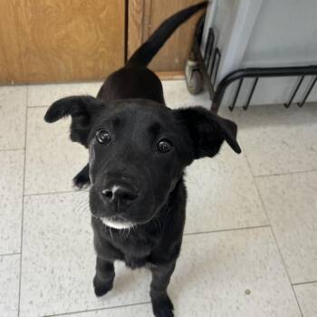 Mixed Breed Dogs Available for Adoption - Kaitlyn | PetCurious