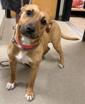 Black Mouth Cur Dogs Available for Adoption - Lola | PetCurious