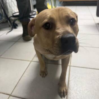 Misal -  Mixed Breed Dog for Adoption in Savannah, Georgia - Misal | PetCurious
