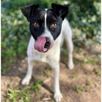 Mixed Breed Dogs Available for Adoption in Portland, Oregon - Cher | PetCurious