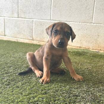 Rigsby 0393 -  Mixed Breed Dog for Adoption in Loxahatchee Groves, Florida - Rigsby 0393 | PetCurious