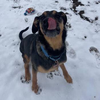 Rescue Mixed Breed Dogs for Adoption in Ridgway, Colorado - Sutter | PetCurious